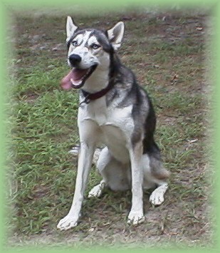 Saved from the shelter with minutes to spare, Alli was once a stray and now has a new home with Jason