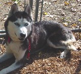 Angel had her one guardian with rescue.  She was treated from heartworms and then found a new home where her care will be proper from now on.