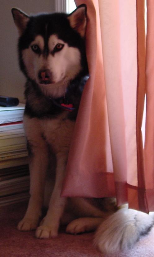 Ash was abused and unhappy until she found her new home through rescue.