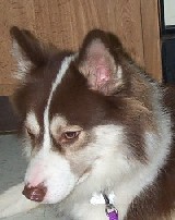 BJ's new home finds him a joy to have around.  BJ was left at a vet office with a note prior to coming rescue.  This will happen no more for this beautiful dog.