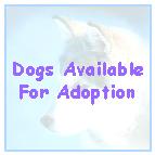 See the siberian huskies currently in need of a new home.