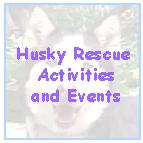 upcoming events with siberian husky rescue