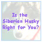 Be informed about potential problems before you decide to own a Siberian Huksy