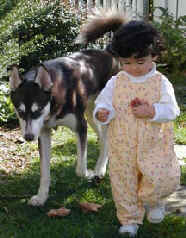 Cato has made a great addition to this family.  He is very gentle with Sara and the family cats and has be a great jogging partner as well.  Cato came from a family whose onwer was very ill.