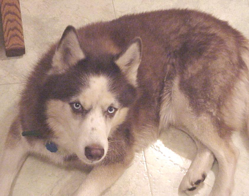 Charlie was saved from certain fate by a family who now fosters and volunteers for the rescue.  Charlie likes to sing and has won awards for the most talkative at our rescue events.