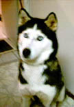 Meeka (was Chloe) was found with a rope around her neck as a stray in PA and now has a new home and is spoiled rotten.