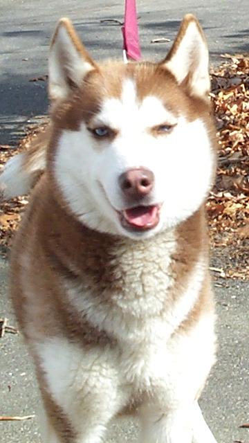 Ginger was too much for her family and was left tied outside with Boomer.  She now has a new home with a family who keeps her as a close member.