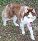 Lou was found as a stray and had demodectic mange.  He is very very sweet and is loved by his family.