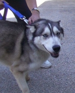 Minnie is now Kiska and has found a home with a new playmate and family to love her.  She is very happy and content in her new home.