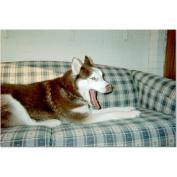 The DVSHR placed Monk in a new home after his family decided they no longer could keep him.