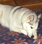 Nikko was turned in by her family who found her to be too nervous around the toddler.  Nikko is now with her new family.