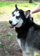 So much love this boy gives in his new home.  Preston is now a full member of a family instead of looking for one.