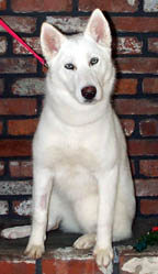 Priscilla was turned into rescue as an escape artist that later found herself hit by a car.  Priscilla found a new home with a family that will work to contain her with extra secure fencing.