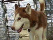 Shadow came from a shelter and was so thin from an upset bowel you could almost count his ribs.  Shadow found a home in Ohio with Pat and Barb where he now has two doggy friends and a big fenced field to play in.