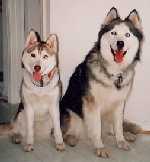 Simon and ruby needed a home as soon as possible due to a move.  The family was blessed with a new family who loves both of them very much.