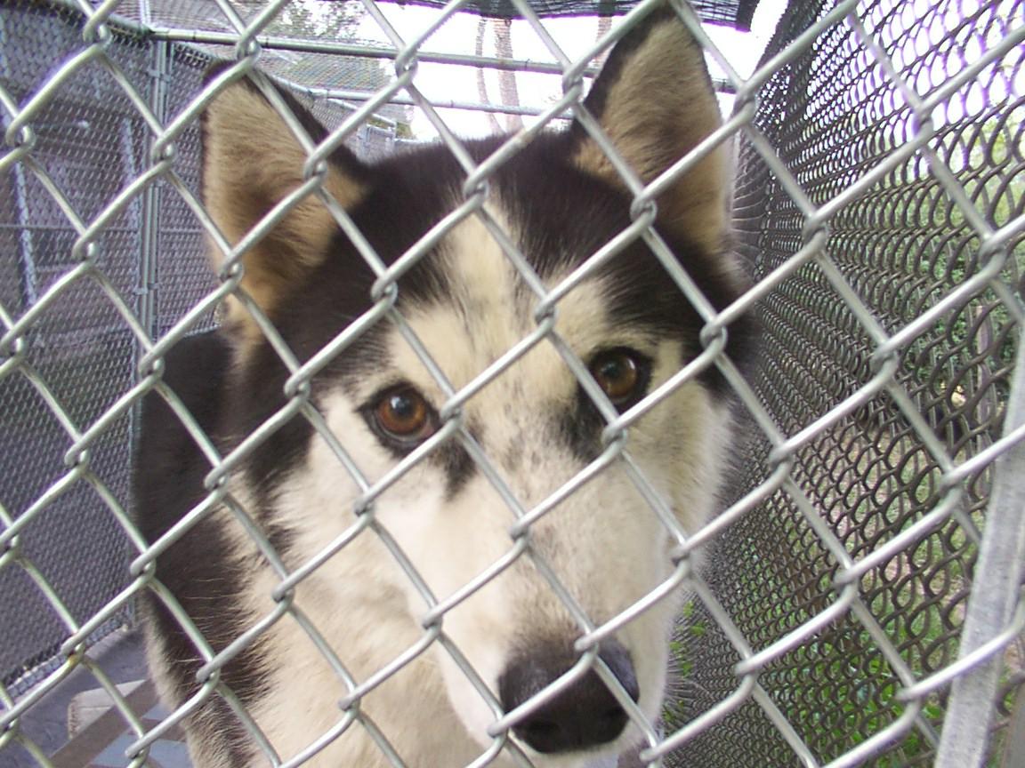 Singer found his way into the heart of his foster mom and has never left.