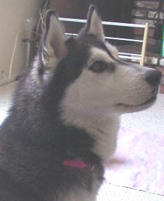 Teeka was found with ticks all over her, she is a sweet dog and now has a very loving home where she will not run away and possibly be injured