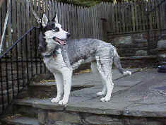 Tiggy came from a home where she was abused.  When she was given to DVHSR, the poor girl was shaved and had little trust.  She has now found a home with Richie.