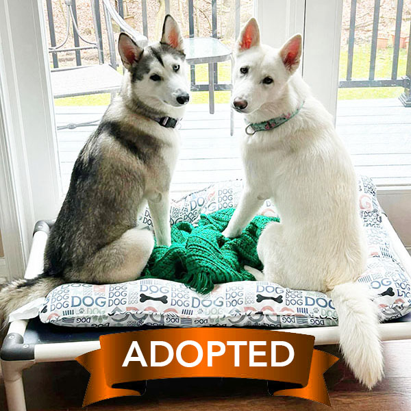 jasmine-daisy-adopted