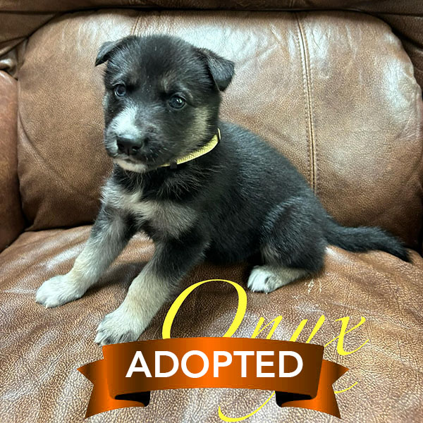 onyx-adopted